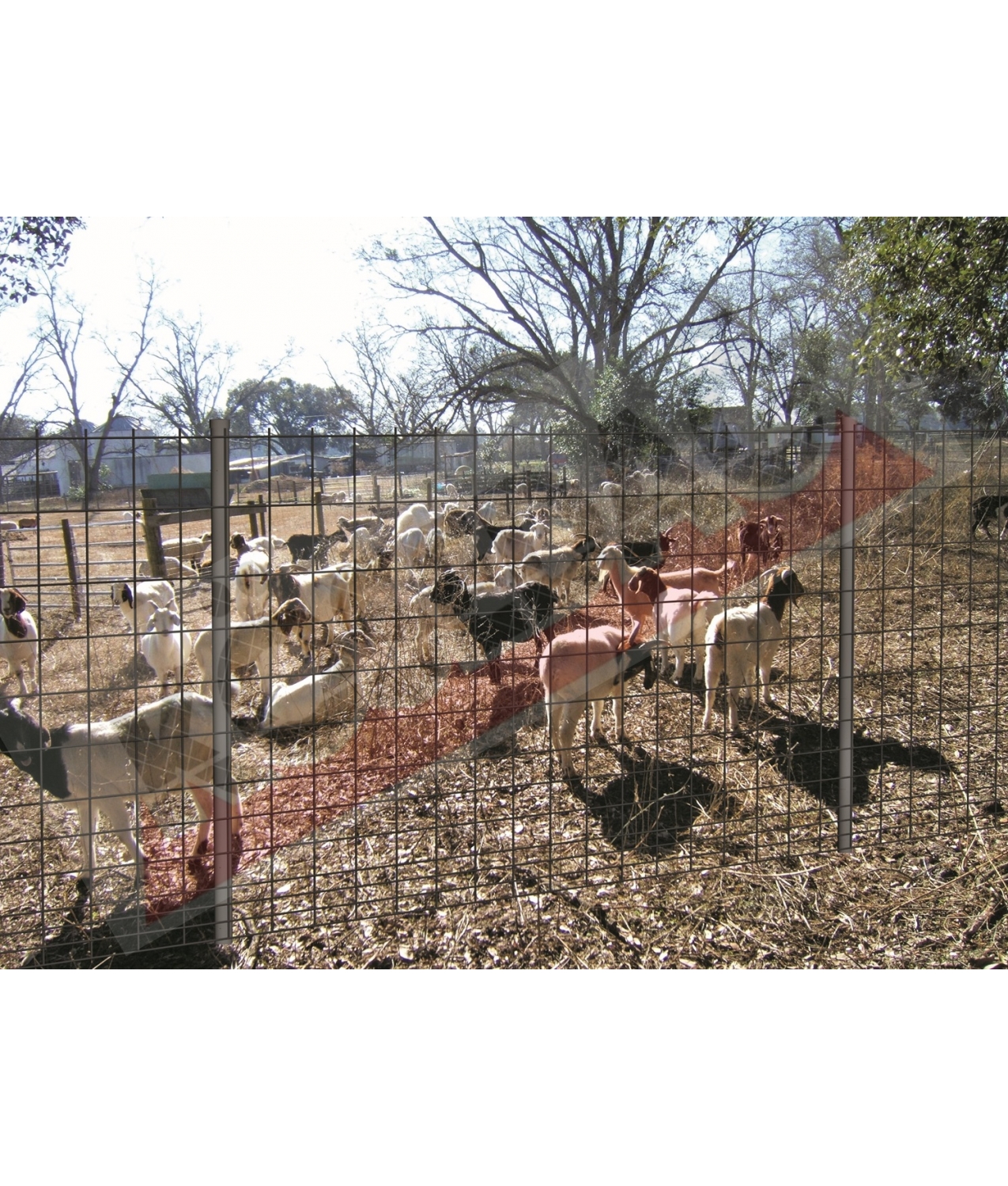Animal Kaynaklı Tel
